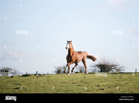 Brown Horse Galloping Through Fields In The Sun Stock Photo Alamy