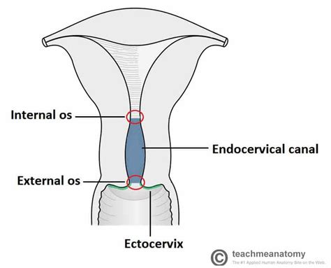 Cervix Anatomy And Physiology
