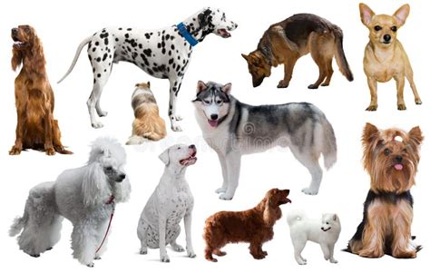 Different Dog Types Breeds