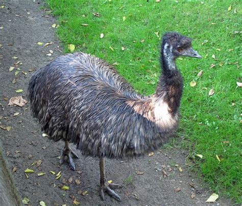 Roving Emu Woodland Park Zoo Emu Animals