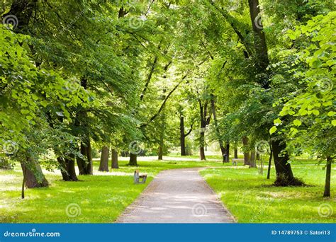 Paths In The Park Stock Image Image Of Horizon Mood 14789753