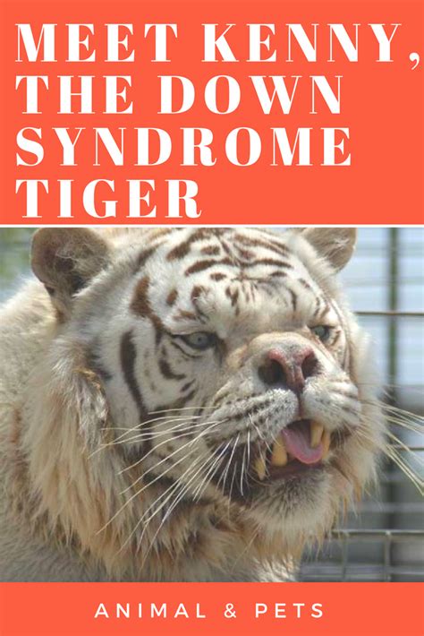 Meet Kenny The Inbred White Tiger With Down Syndrome Tiger Pet