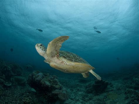 Green Turtle Sea Turtles Species Wwf