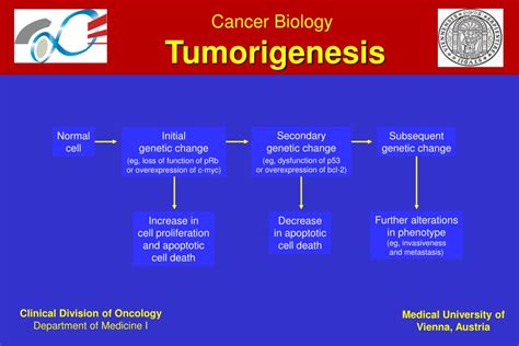 Ppt Cancer Biology Powerpoint Presentation Free Download Id5754836