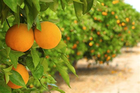Orange Groves In Florida Change Comin