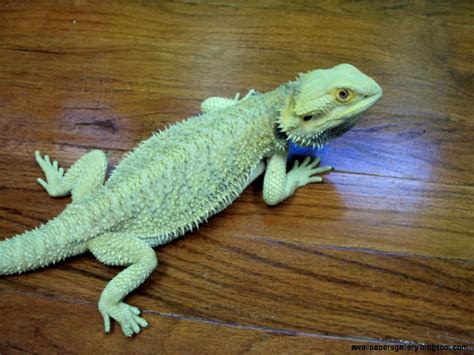 Green Bearded Dragon Wallpapers Gallery