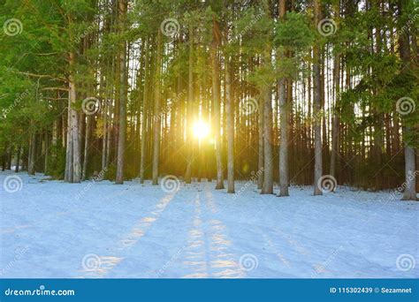 Winter Landscape In A Pine Forest The Sun Shines Through The Trees