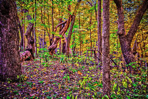 Lost In The Forest Photograph By Roger Passman Fine Art America