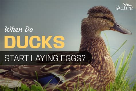 When Do Ducks Start Laying Eggs 4 Ways How Your Ducks Lay More Eggs