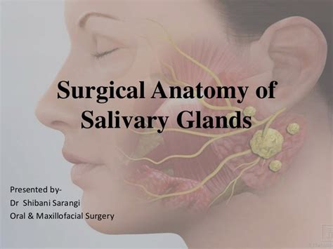 Surgical Anatomy Of Salivary Glands