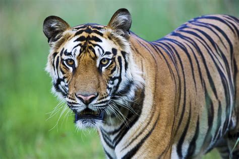 Tiger Tops Wwf S List Of Ten Critically Endangered Species