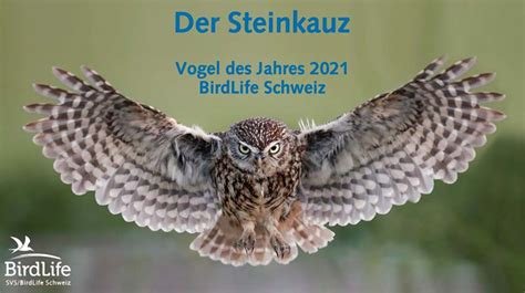 Birdlife schweiz hat den steinkauz zum vogel des jahres 2021 gekürt. Vogel des Jahres 2021: Steinkauz | BirdLife Schweiz/Suisse/Svizzera