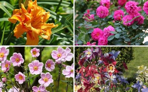 9 Perfect Perennials That Grow Well In Utah Garden Lovers Club