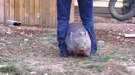 Affectionate Wombat Goes Crazy If You Stop Petting Her Aol Features