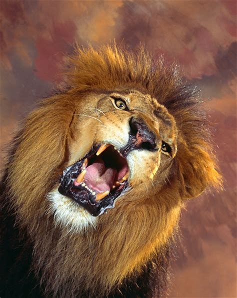 Roar Animal Stock Photos Kimballstock