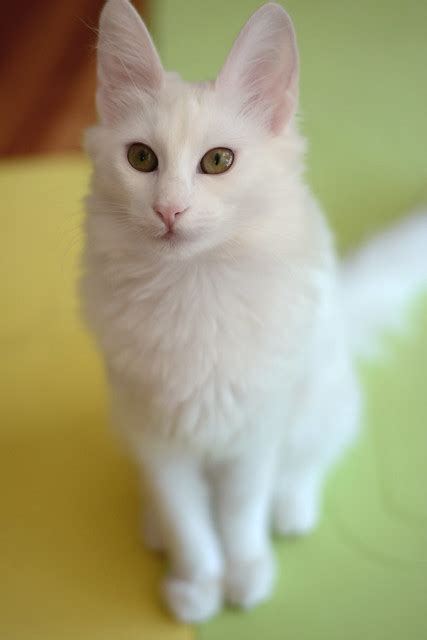 Turkish Angora Cat Pictures And Information Cat