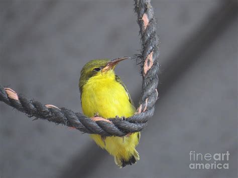 They are small songbirds, at most 12 cm (4.7 in) long. Olive Backed Sunbird Fledgling Photograph by Evie Hanlon