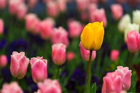 Free photo: tulips, flowers, spring, plant, flora, nature, close | Hippopx