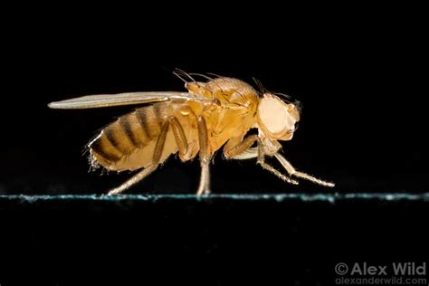 Save on pest control bills by doing it yourself with diy pest control. Alex Wild - Catherine Jackson Photography Portfolio