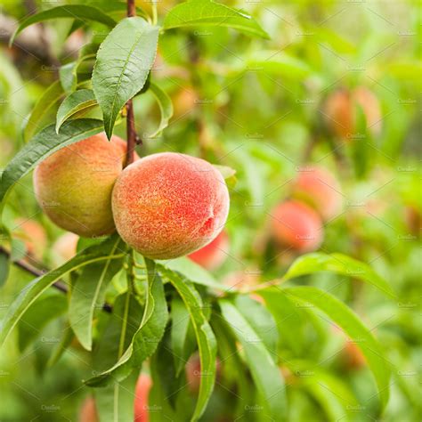 Peaches On A Tree Featuring Agriculture Branch And Bunch Food