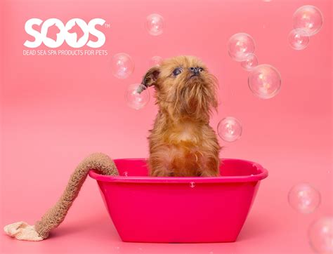 Expert Tips to Treat Your Dog to a Day of Pampering – Soos Pets