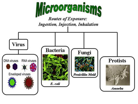 Science Types Of Microorganisms