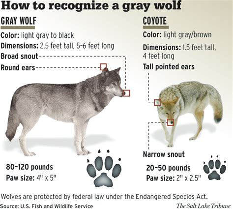 Abes Animals Differences Between Coyotes And Gray Wolves