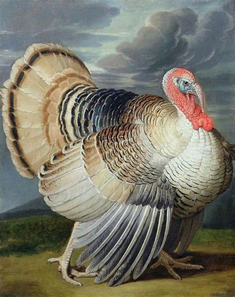 Johann Wenzel Turkey Painting Turkey Art Landscape Canvas Art