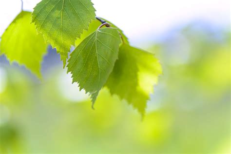 Blur Branch Bright Close Up Color Environment Green Growth