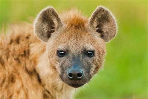 30 Interesting Spotted Hyena Facts Factins