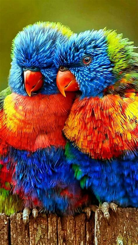 Birds Vogels ️ Most Beautiful Birds Pretty Birds Cute Birds