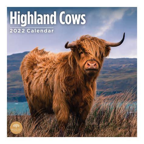 Buy 2022 Highland Cows Wall By Bright Day 12 X 12 Inch Farm Animals