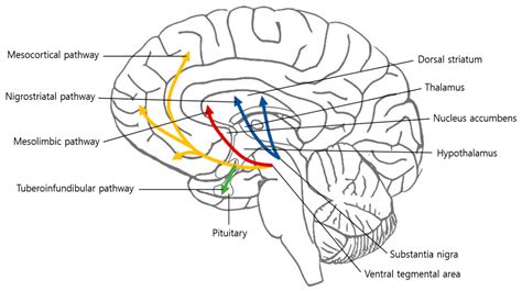 Dopamine Pathways Of The Brain Img Floppy