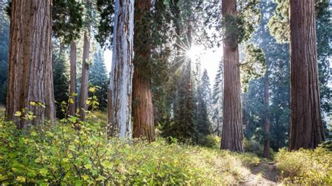 Worlds Largest Privately Owned Giant Sequoia Forest Sold For 15