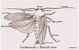 Respiratory Organ Of Cockroach Pictures