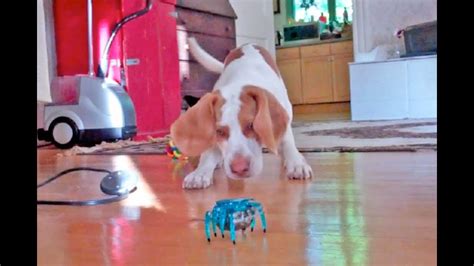 Puppy Vs Robot Crab Cute Dog Maymo Youtube