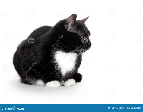Black And White Tuxedo Cat Stock Image Image Of Black 151710725