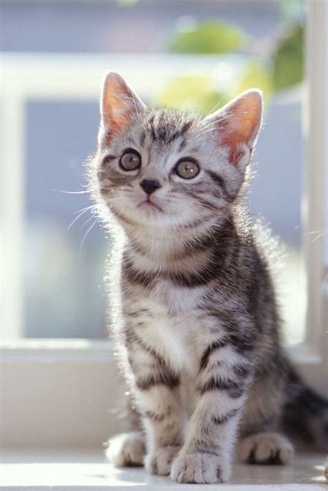 Little Grey And White Kitten Cute Pinterest