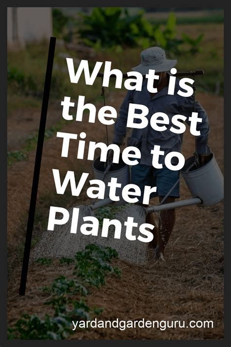 When Is The Best Time To Water Plants Water Plants Water Flowers Water Grass