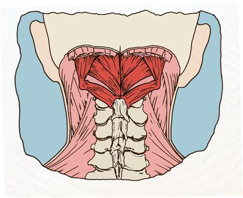 The Sub Occipital Muscles And Forward Head Posture