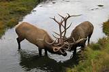 Pictures of Elk Racks