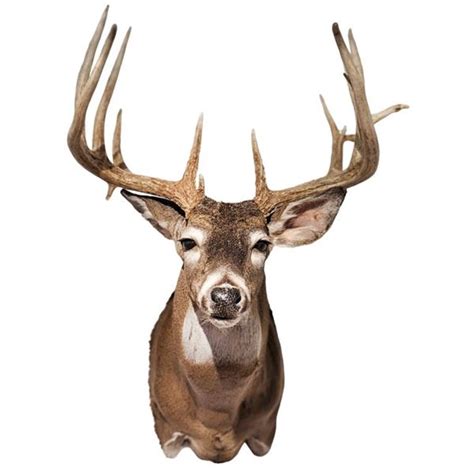 Whitetail Deer Taxidermy Shoulder Mount