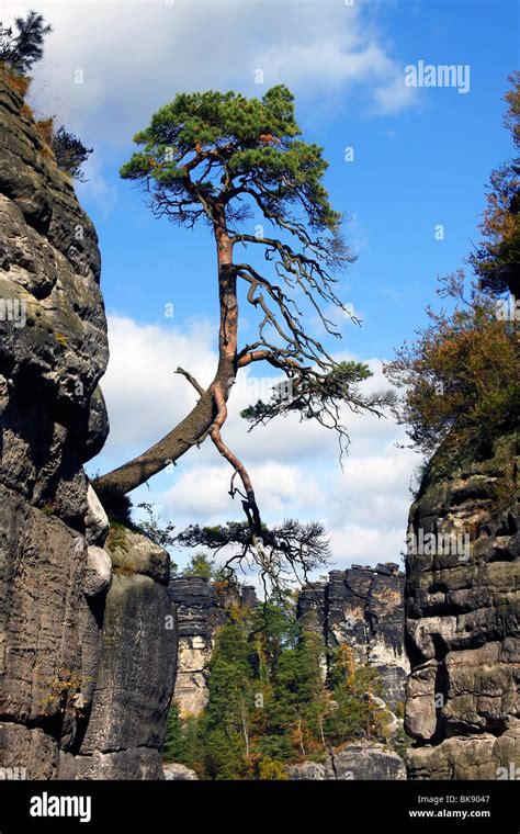 Scots Pine Pinus Sylvestris In The Rocks Of The Bastion Elbe