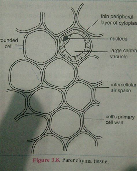 Explain The Structure Of Parenchyma What Are Its Major Modification