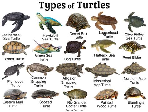 Turtles Facts And List Of Different Types With Pictures