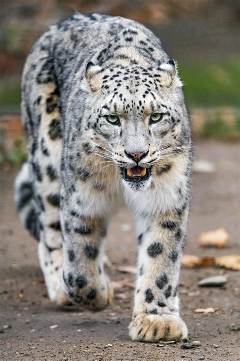 Snow Leopard Predator Big Cat Paws Hd Phone Wallpaper Peakpx