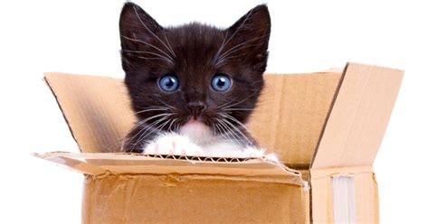 Cat Adoption What You Need To Know Huffpost Uk Life