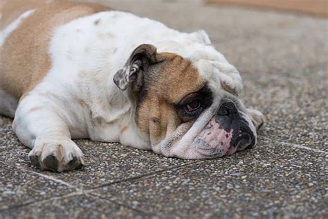 Discover Effective Solutions For Bulldog Skin Issues The Bulldog