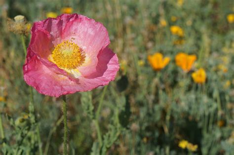 Maybe you would like to learn more about one of these? Flowers in bloom (May 2013) in in the northern portion of ...