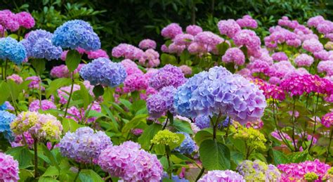 De altura aprox, de hojas muy estrechas y flores pequeñas y blancas. Cómo cuidar las hortensias: 7 claves para su cuidado